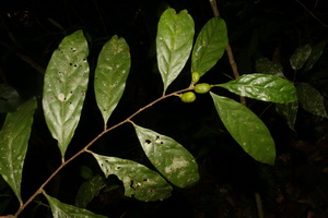 A tràng dạng kén