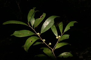 Bời lời clemen