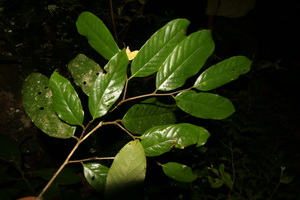 Bời lời vòng