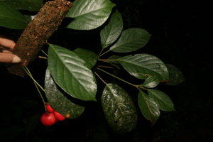 Đài khoai