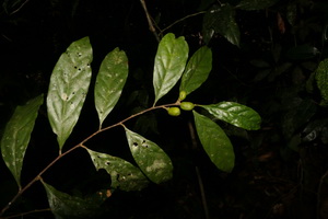 Lấu thorel