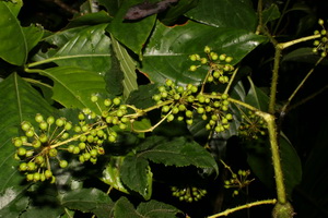 Mỏ bao bầu dục
