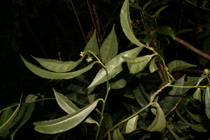 Rù rì quả lê