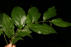 Tiêu ba vì